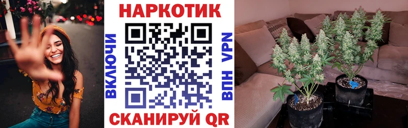 Канабис Чегем